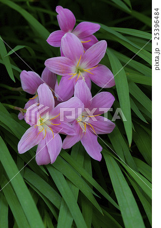 サフランモドキ サフランモドキ 25396484