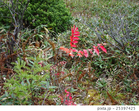 草津白根山・武具脱の池(モノヌグノイケ) 草津白根山・武具脱の池(モノヌグノイケ) 25397425