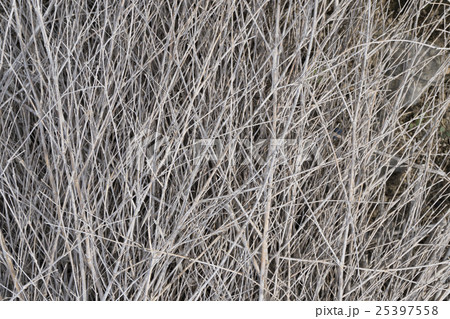 枯れた竹の枝 25397558