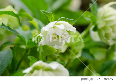 クリスマスローズ 25398475