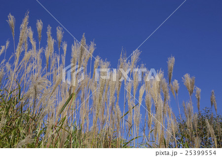 嬬恋のススキ 嬬恋のススキ 25399554
