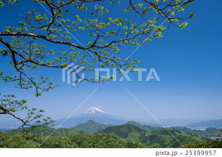 新緑の伊豆葛城山から、沼津アルプスと富士山 25399957