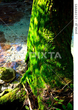 伏伸の滝周辺景 25399995