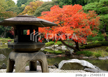 旧古河庭園のハゼノキの紅葉(11月)東京都北区 旧古河庭園のハゼノキの紅葉(11月)東京都北区 25400372