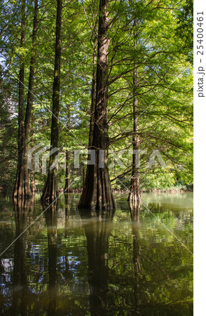 水辺の森のラクウショウの木−９ 25400461