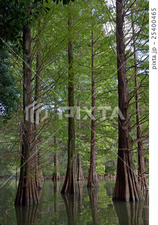 水辺の森のラクウショウの木−９ 25400465