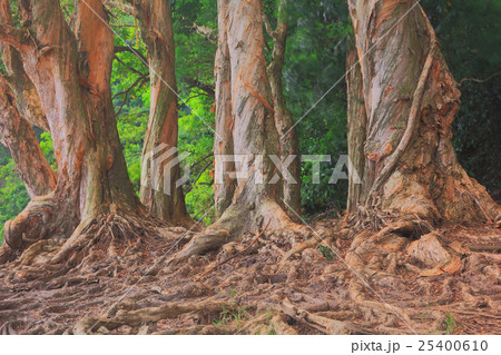 Shing Mun Reservoirof Trees Pattern 25400610