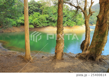 Shing Mun Reservoirof Trees Pattern 25400614