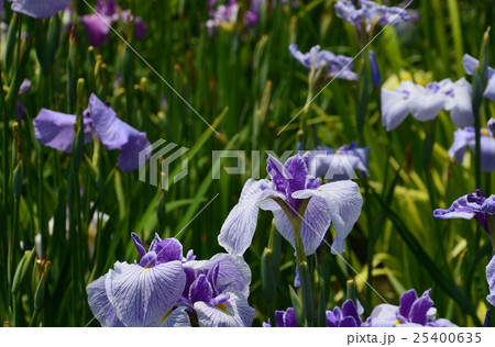 ハナショウブ(堀切菖蒲園) ハナショウブ(堀切菖蒲園) 25400635