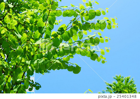 品川インターシティと品川グランドコモンズの若葉と新緑 25401348