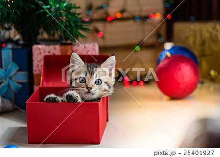 Cute kitten in christmas. Cute kitten in christmas. 25401927