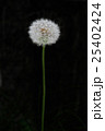 タンポポ 25402424