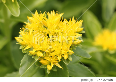 キリンソウ 25402480