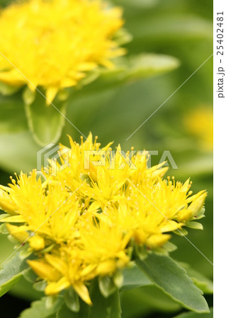 キリンソウ 25402481