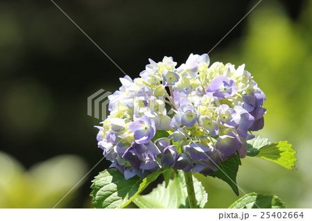 アジサイ アジサイ 25402664