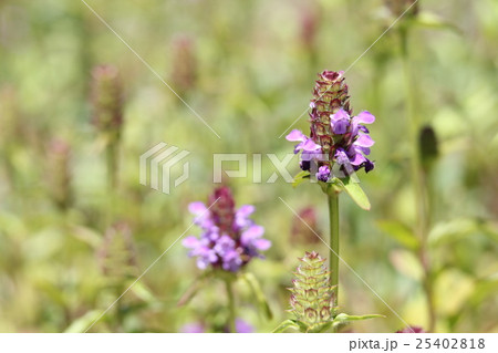 ウツボグサ 25402818