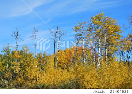 農場の一本道 25404681