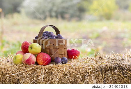 Harvest time, apples, plums 25405018