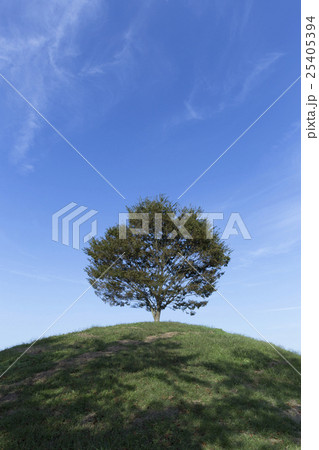 丘の上の一本の木 25405394
