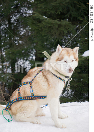 one dog Husky sitting on snow alone 25405466
