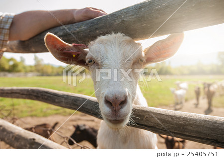 white goat closeup 25405751