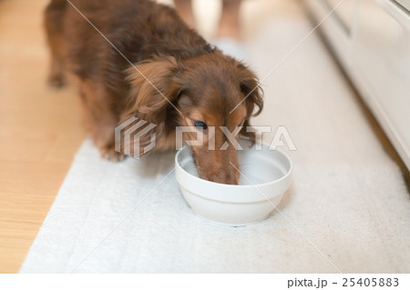 dog lover 25405883