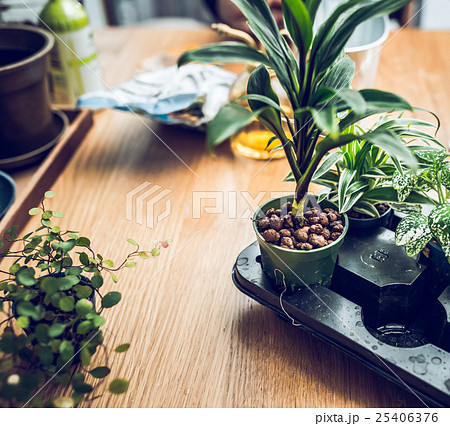 観葉植物 25406376