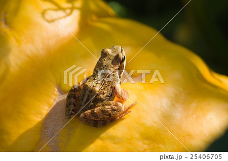 Frog on the pumpkin under sunlight Frog on the pumpkin under sunlight 25406705