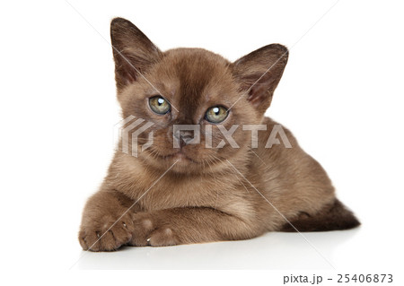 Burmese, burma kitten 25406873