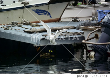 漁港で獲物を狙う瞬間、コサギー２ 25407861