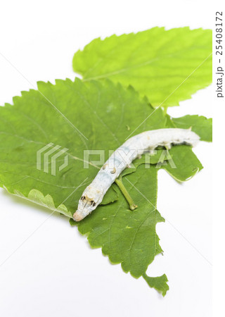 カイコの観察 25408172