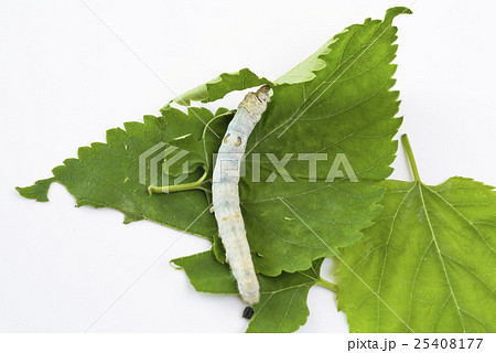 カイコの観察 25408177