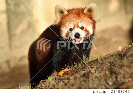 レッサーパンダ 25408249