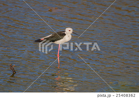 Black-winged Stilt (Himantopus himantopus) 25408362