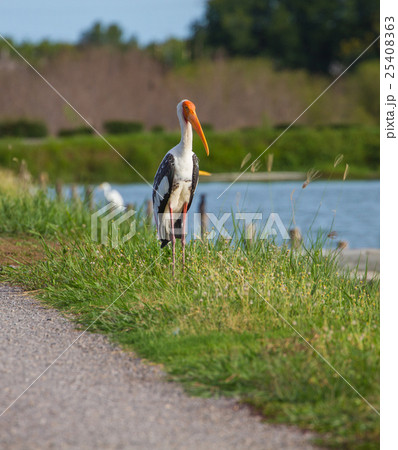 Painted stork, Mycteria leucocephala Painted stork, Mycteria leucocephala 25408363