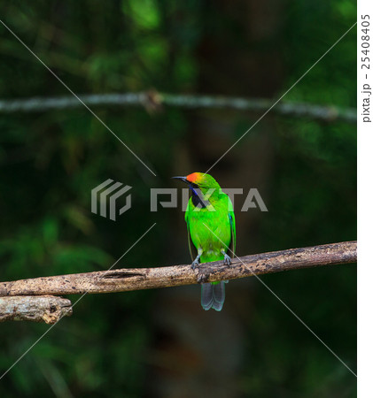 Golden-fronted leafbird on the branch 25408405