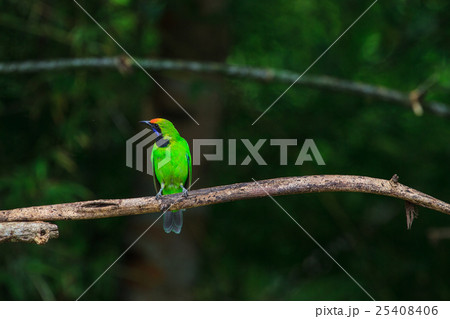 Golden-fronted leafbird on the branch 25408406