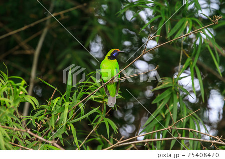 Golden-fronted leafbird on the branch 25408420