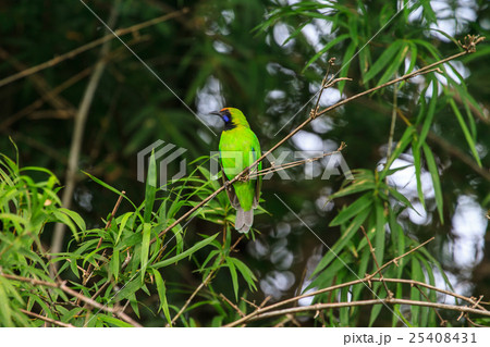 Golden-fronted leafbird on the branch 25408431