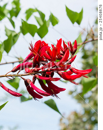 サンゴシトウ サンゴシトウ 25408676