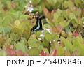 アオスジアゲハ 25409846