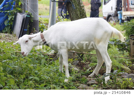 巾着田の山羊 巾着田の山羊 25410846