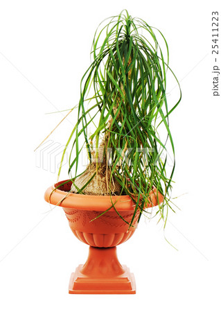 Nolina (Beaucarnea recurvata) in a flower pot Nolina (Beaucarnea recurvata) in a flower pot 25411223