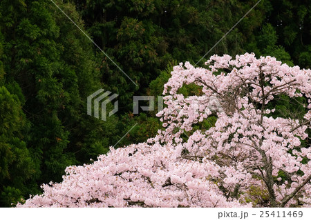 桜 (19) 25411469