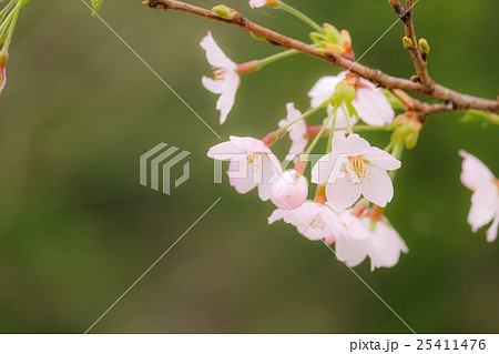 桜 (26) 25411476