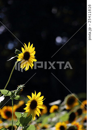 ひまわり サンリッチオレンジ その4 Sunflowerの写真素材