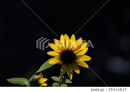 ひまわり サンリッチオレンジ その5。 Sunflower 25411617