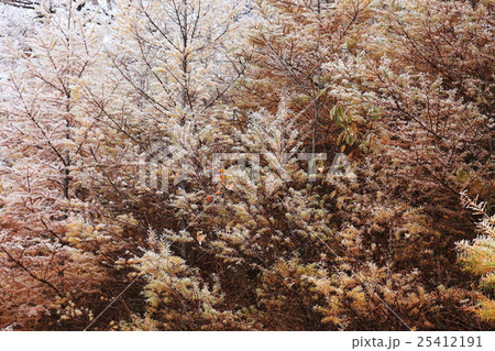 信州蓼科山山麓の霧氷 信州蓼科山山麓の霧氷 25412191