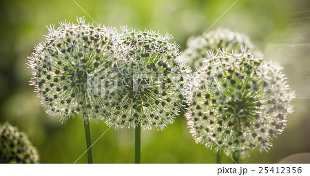 Beautiful White Allium circular globe shaped 25412356