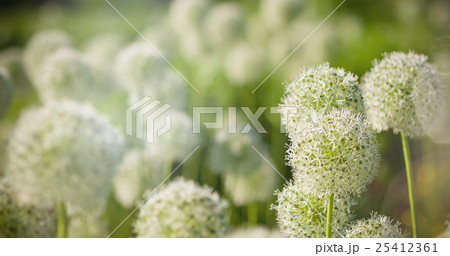 White Allium circular globe shaped flowers blow in White Allium circular globe shaped flowers blow in 25412361